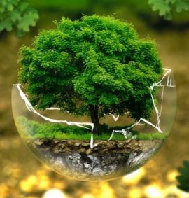 LearnOnline Self-study IGCSE Biology - tree growing in a cracked glass globe floating with forest background