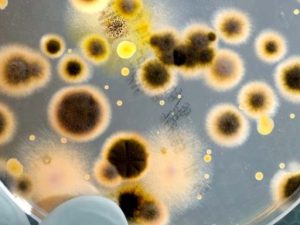 LearnOnline Self-study Biology A level - close up of bacteria on petri dish