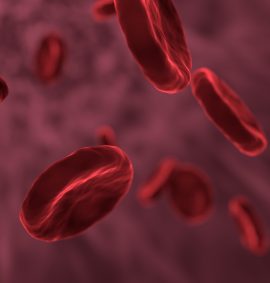 LearnOnline Fast Track Biology A level Self-study Close up of red blood cells