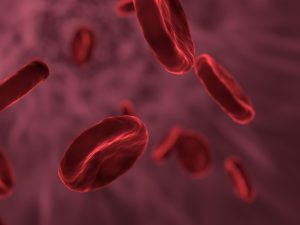 LearnOnline Fast Track Biology A level Self-study Close up of red blood cells