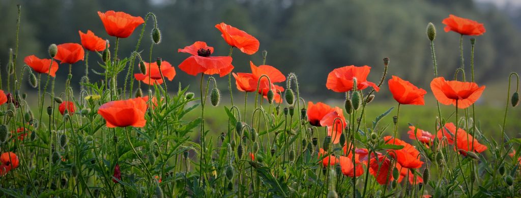 LearnOnline Self-study History A level - field of red poppy flowers