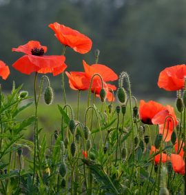 LearnOnline Self-study History A level - field of red poppy flowers