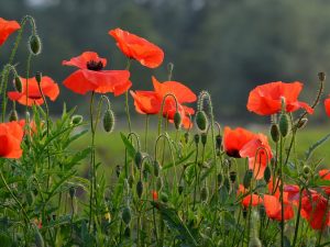 LearnOnline Self-study History A level - field of red poppy flowers