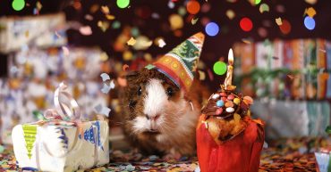 Happy Birthday LearnOnline. Guinea pig with party hat on behind present and cake with candle